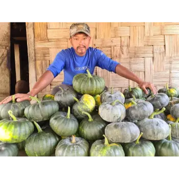 fresh pumpkin (12)-9103553-1709.webp